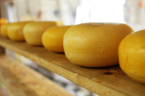 A neatly arranged row of various Italian cheeses on a wooden shelf.